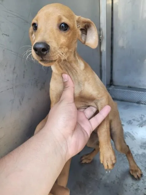 A baby small-sized male Chihuahua dog named Monty for adoption in San Pedro, CA