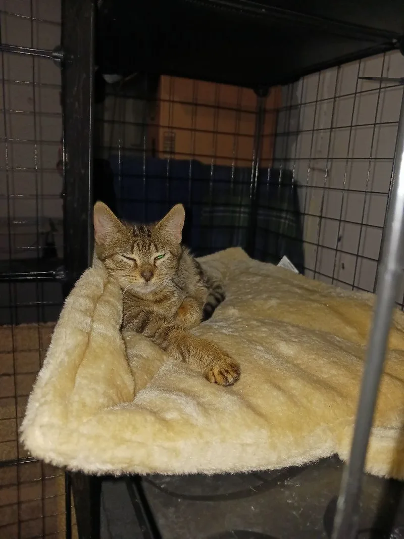 Sugar Cookie thumbnail 2