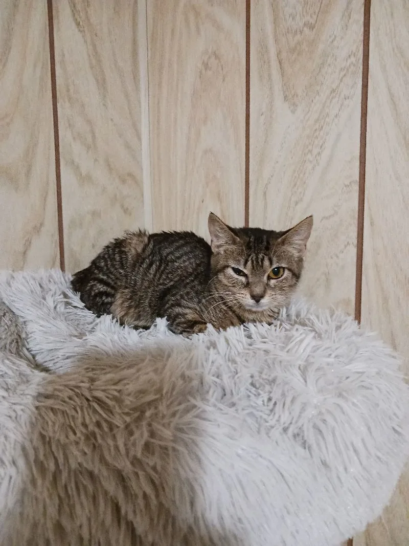 Sugar Cookie thumbnail 3