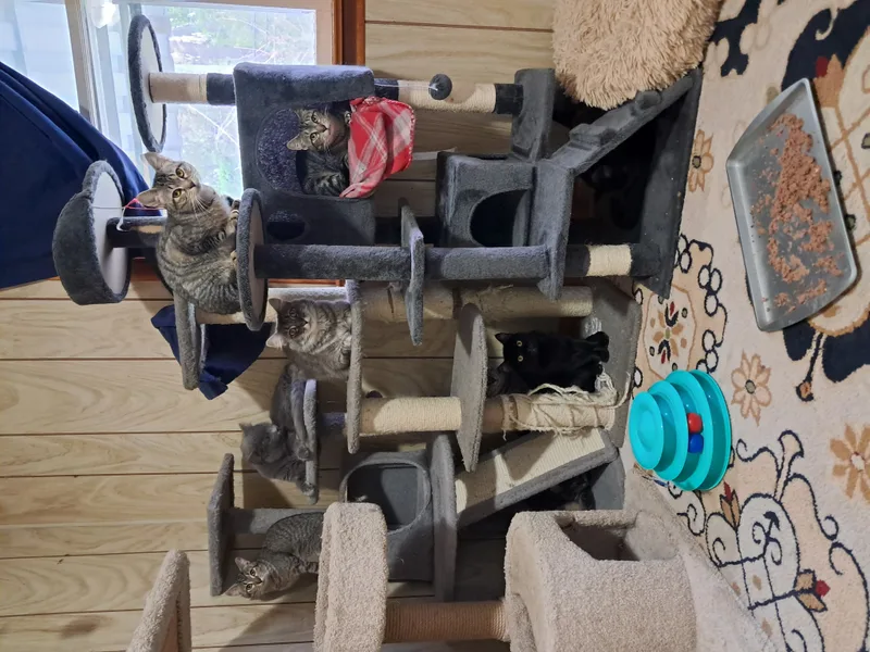 Sugar Cookie thumbnail 4