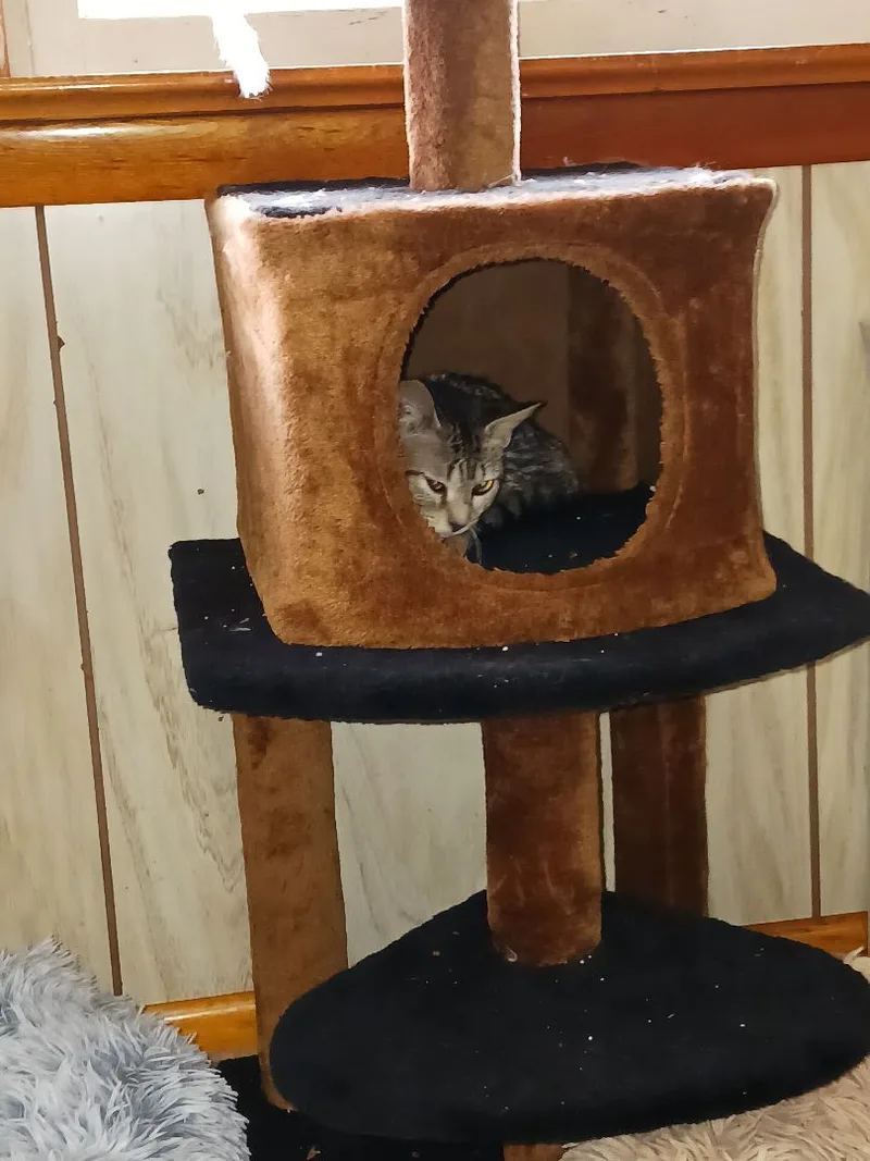 Sugar Cookie thumbnail 5