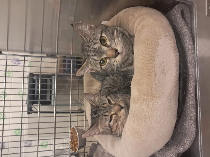 Sugar Cookie thumbnail 6