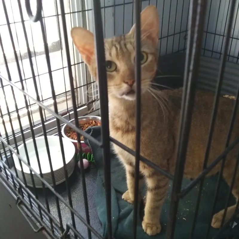 A young medium-sized female Tabby (Buff / Tan / Fawn) Domestic Short Hair cat named Lindy for adoption in Port Wentworth, GA