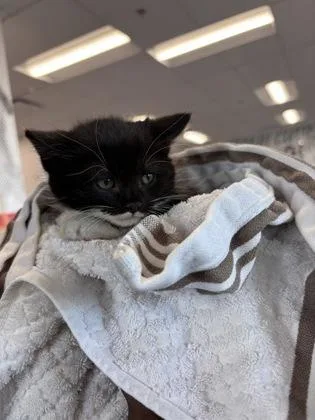 A baby small-sized male Domestic Short Hair cat named Orca for adoption in West Chester, PA