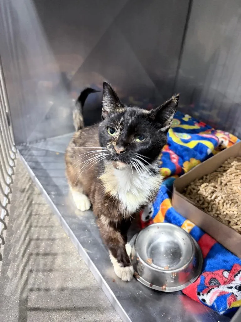 An adult medium-sized female Domestic Short Hair cat named Terra for adoption in Pierceton, IN