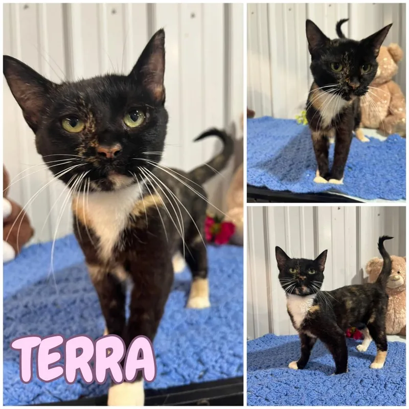 Terra thumbnail 2