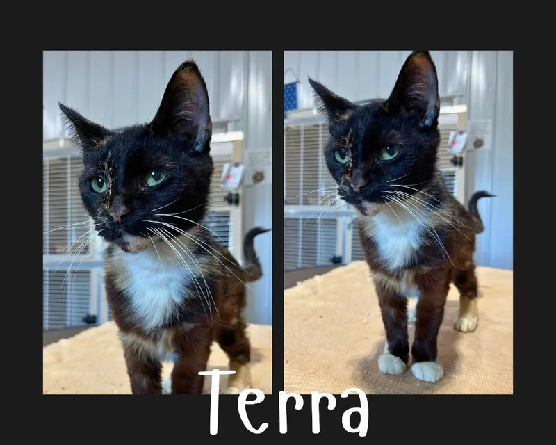 Terra thumbnail 3