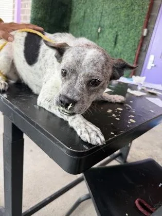 A baby small-sized female Terrier dog named 61792434 for adoption in El Paso, TX
