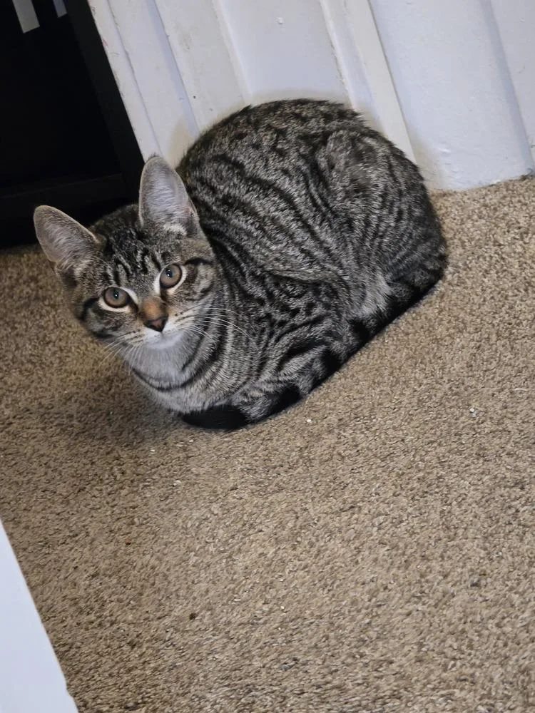 A baby medium-sized female Tabby cat named Athena for adoption in Bellingham, WA