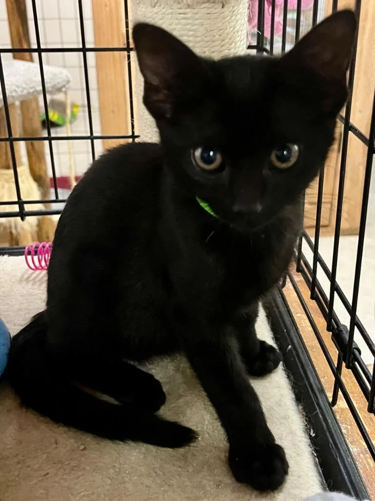 A young small-sized female Domestic Short Hair cat named Agatha K for adoption in Sherwood, OR
