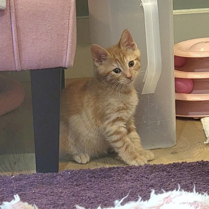 A baby medium-sized male Orange / Red Domestic Short Hair cat named Frack for adoption in Wyandotte, MI