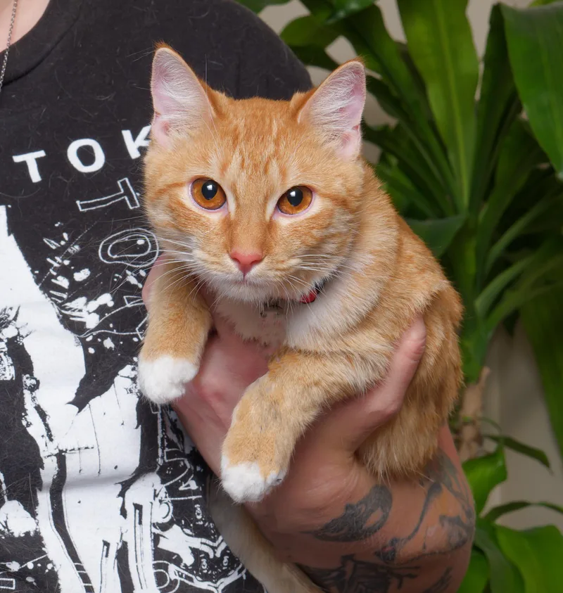 A young medium-sized female Orange & White Tabby cat named Holly for adoption in Houston, TX