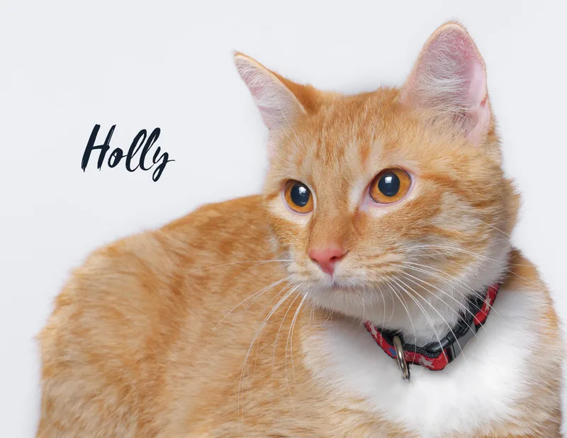 Holly thumbnail 2
