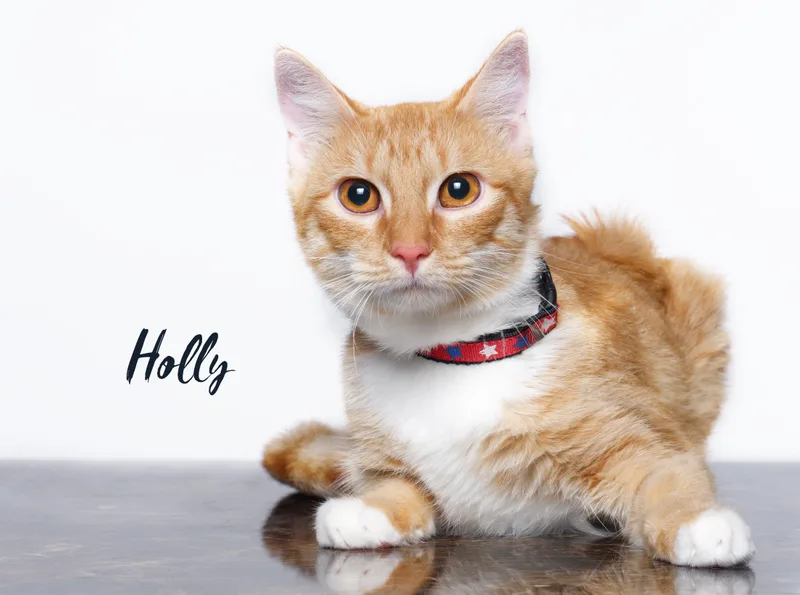 Holly thumbnail 3