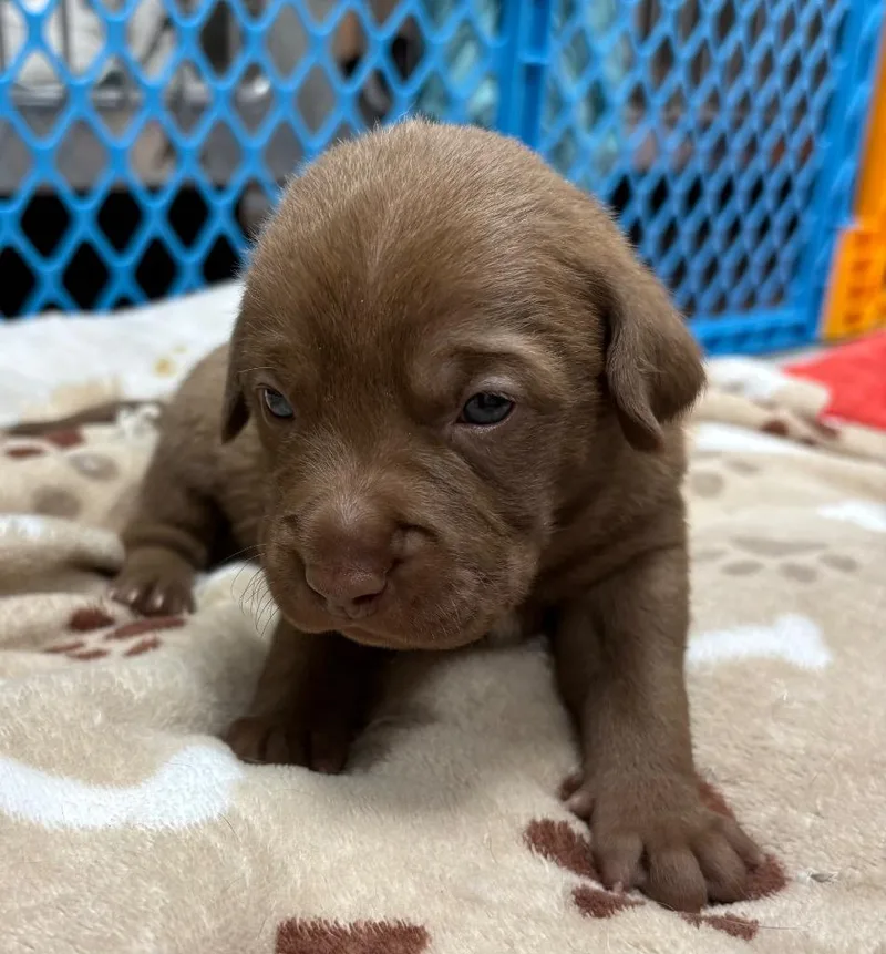 A baby medium-sized female Pit Bull Terrier dog named Petra for adoption in Greeneville, TN