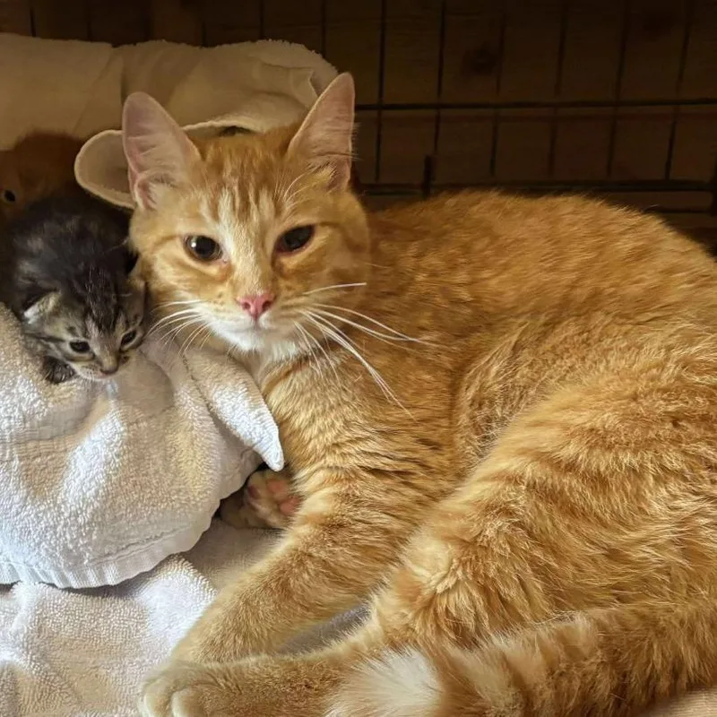 Mama Ginger thumbnail 2