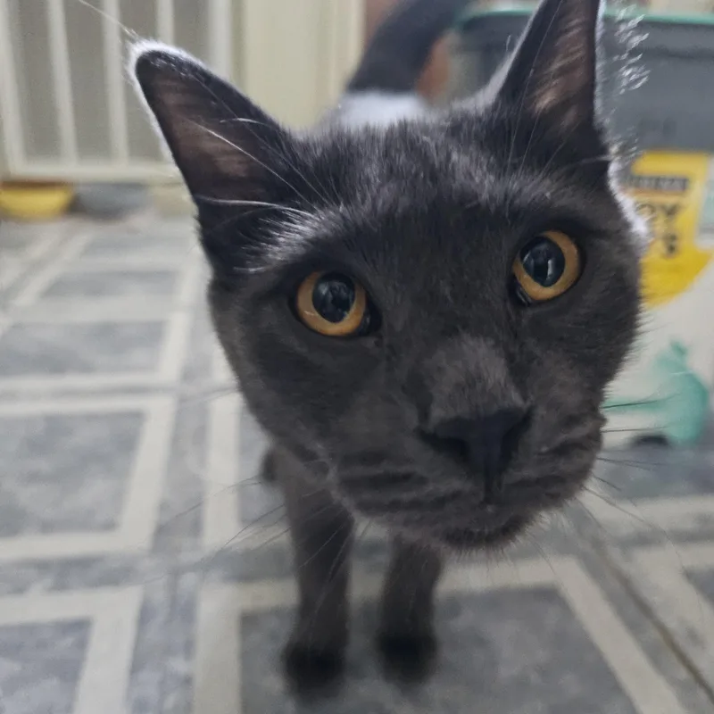 A young medium-sized female Gray / Blue / Silver Russian Blue cat named Kandi for adoption in Denison, IA