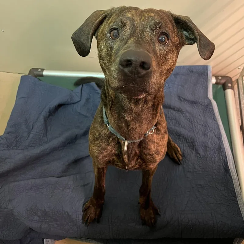 An adult medium-sized male Brown / Chocolate Mixed Breed dog named Ironhide for adoption in Fairport, NY