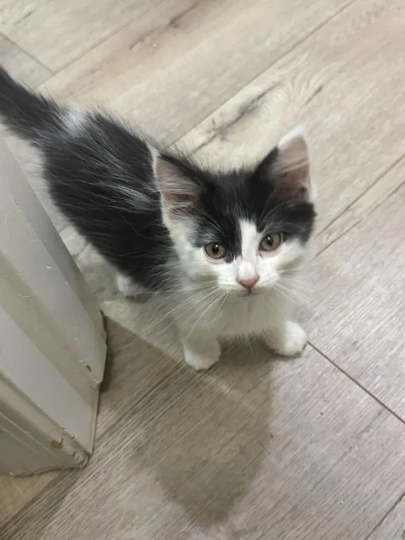 A young medium-sized male Black & White / Tuxedo Domestic Medium Hair cat named Papito for adoption in Chandler, AZ