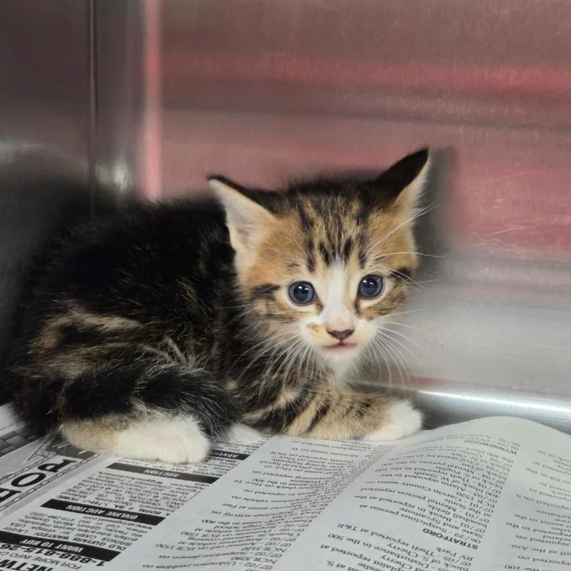 A baby small-sized male Gray / Blue / Silver Domestic Short Hair cat named Dennis for adoption in Pauls Valley, OK