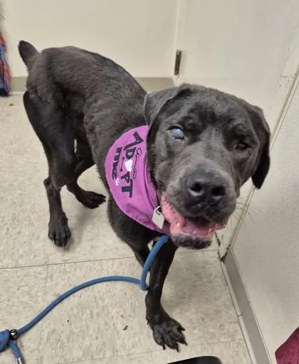 An adult medium-sized female Black Mixed Breed dog named Hailey for adoption in Hamilton, OH