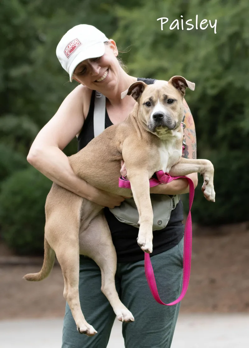 An adult medium-sized female Yellow / Tan / Blond / Fawn Pit Bull Terrier dog named Paisley for adoption in Bishop, GA