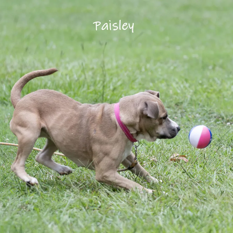 Paisley thumbnail 3