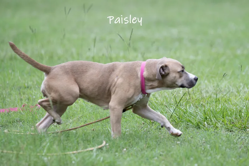 Paisley thumbnail 4