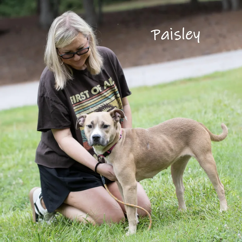 Paisley thumbnail 5