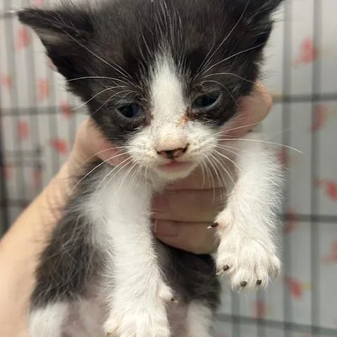 A baby small-sized male Black Domestic Short Hair cat named Shamrock Shake for adoption in Austin, TX