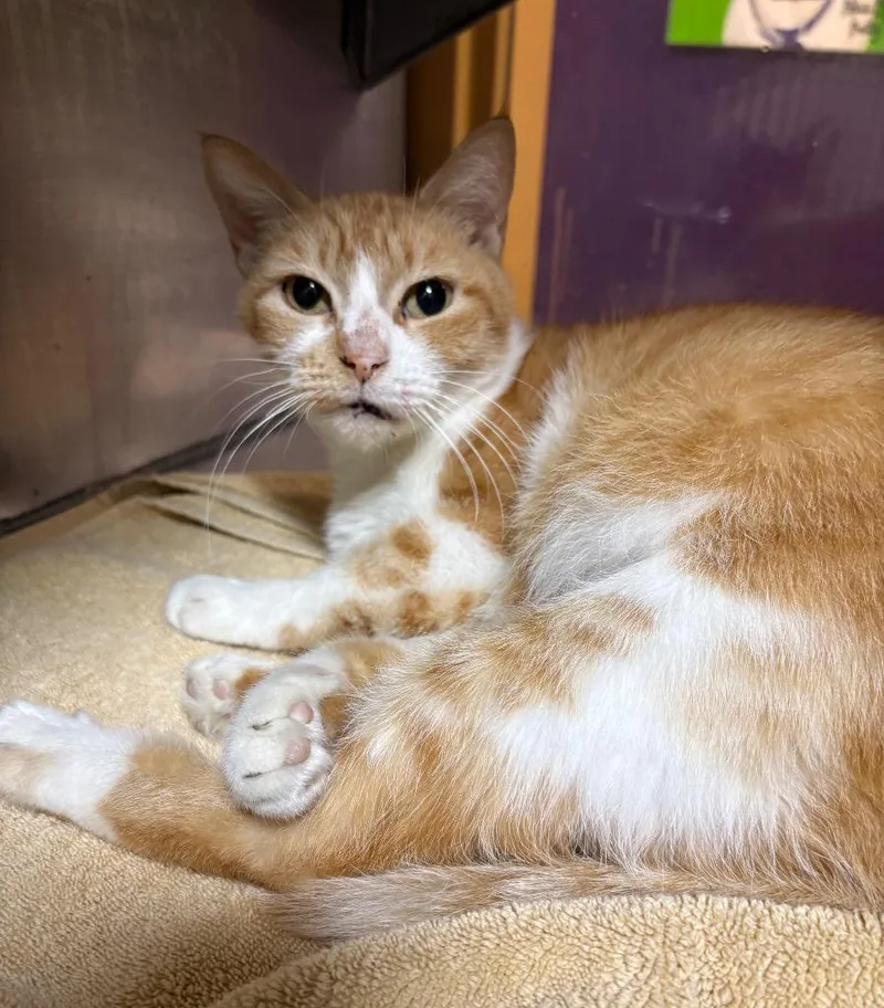 A young medium-sized female Domestic Short Hair cat named Connie for adoption in Little Rock, AR