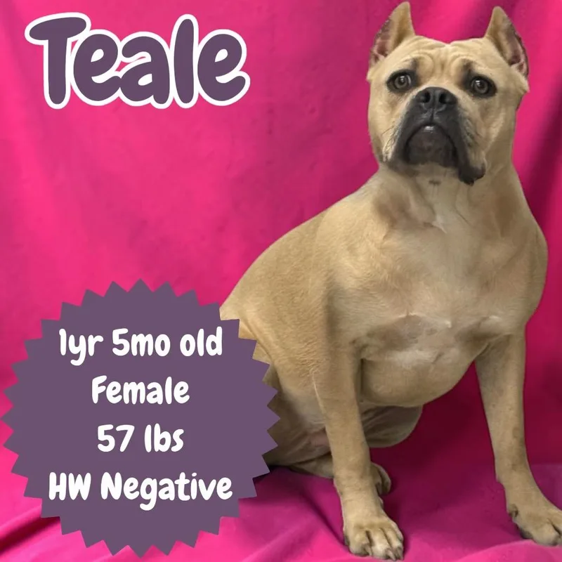 Teale thumbnail 2