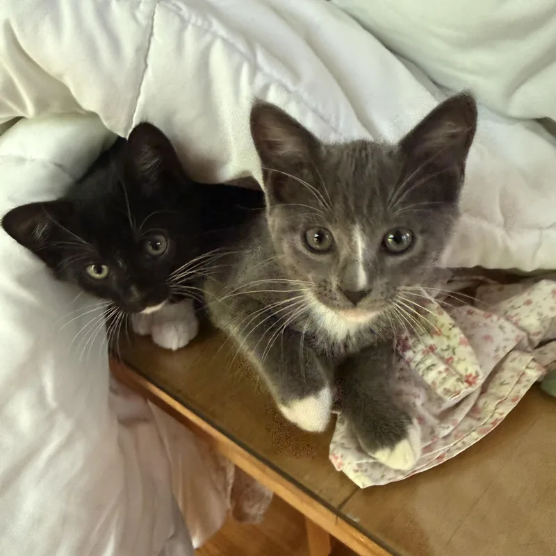 A baby small-sized female Black & White / Tuxedo Domestic Short Hair cat named Rosie & Pepper for adoption in Canton, MA