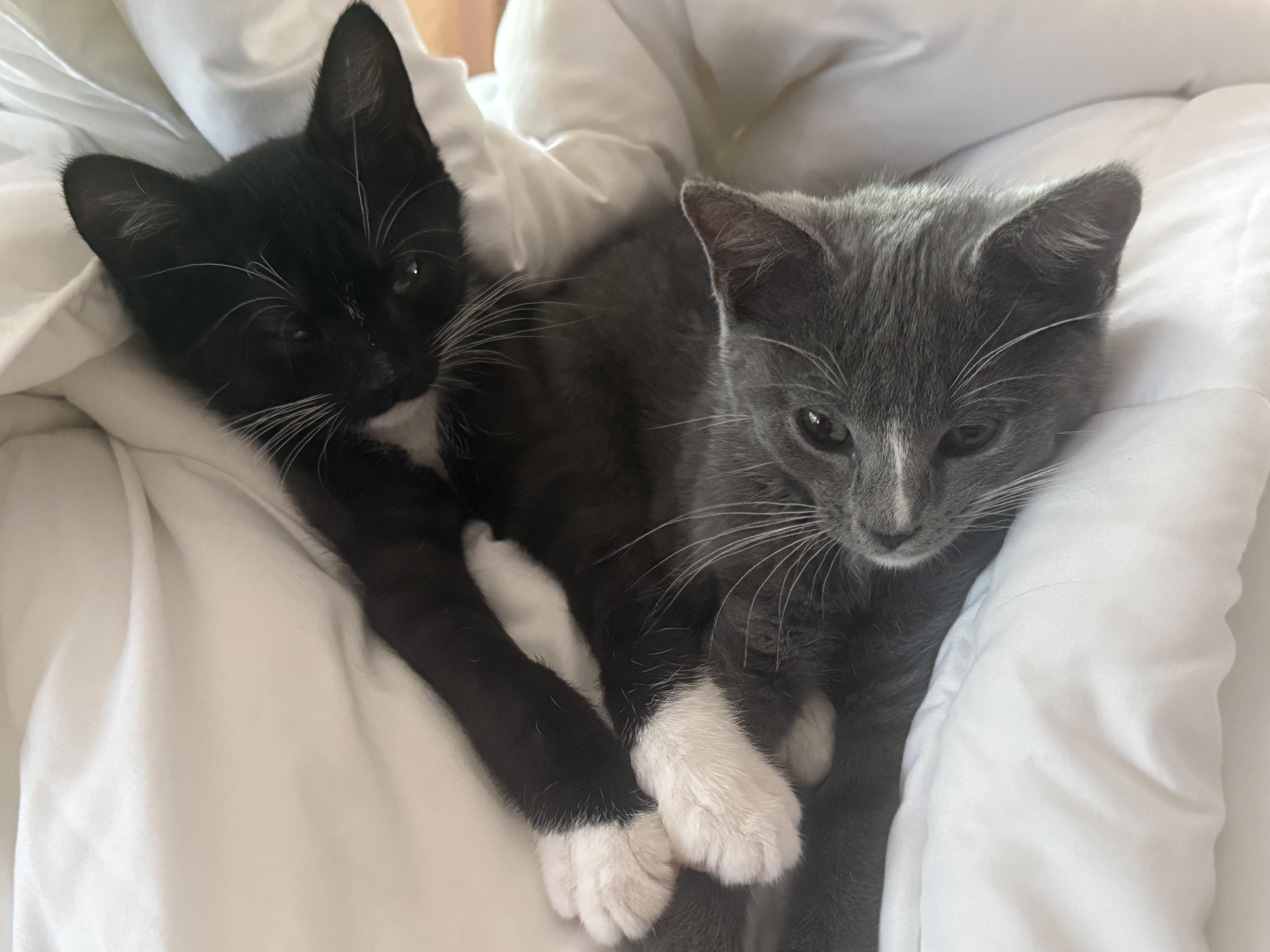 Rosie & Pepper thumbnail 2