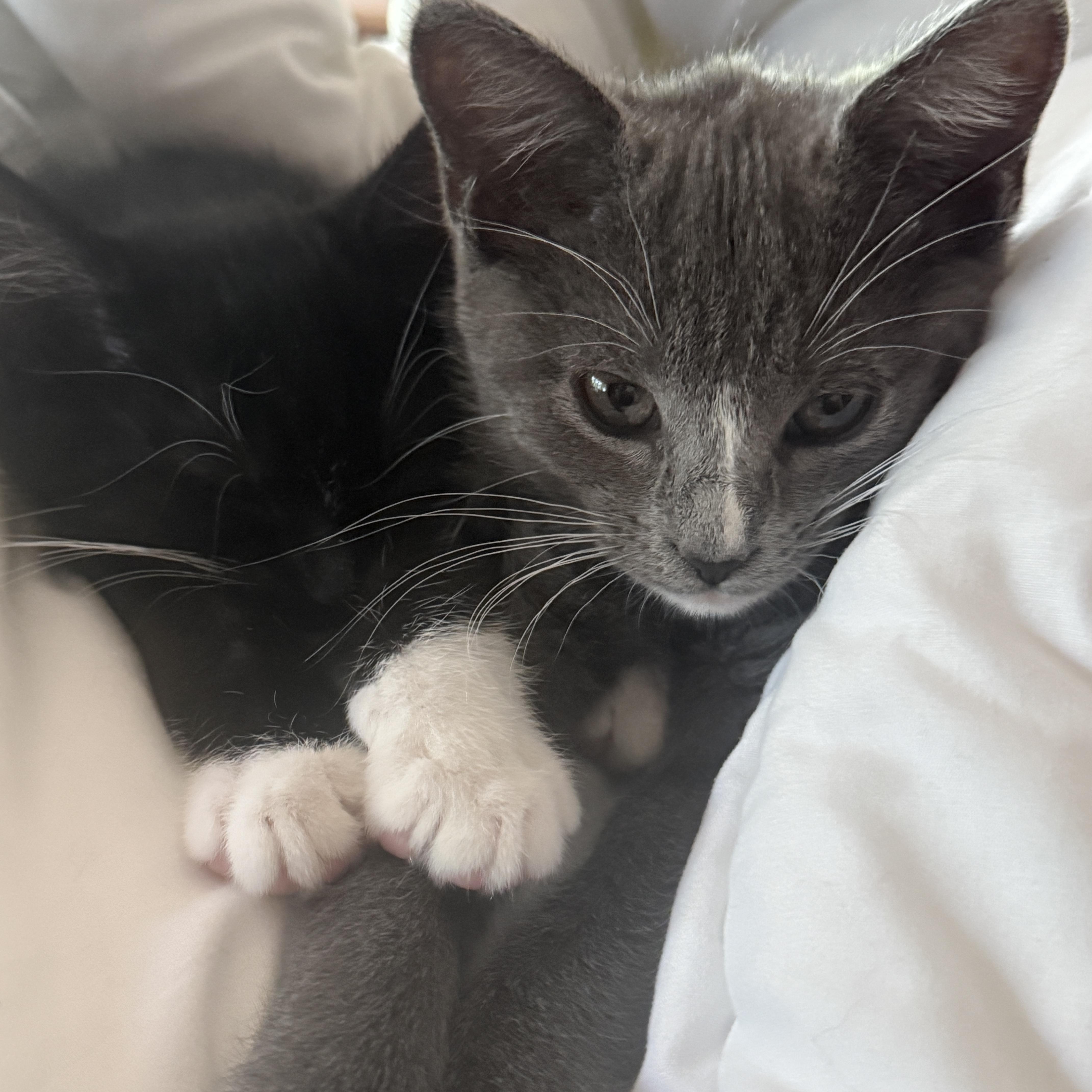 Rosie & Pepper thumbnail 3