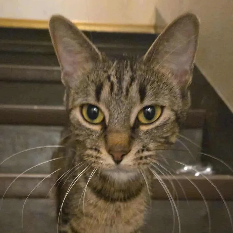 An adult small-sized female Black & White / Tuxedo American Shorthair cat named Annabelle for adoption in Rochester, MN