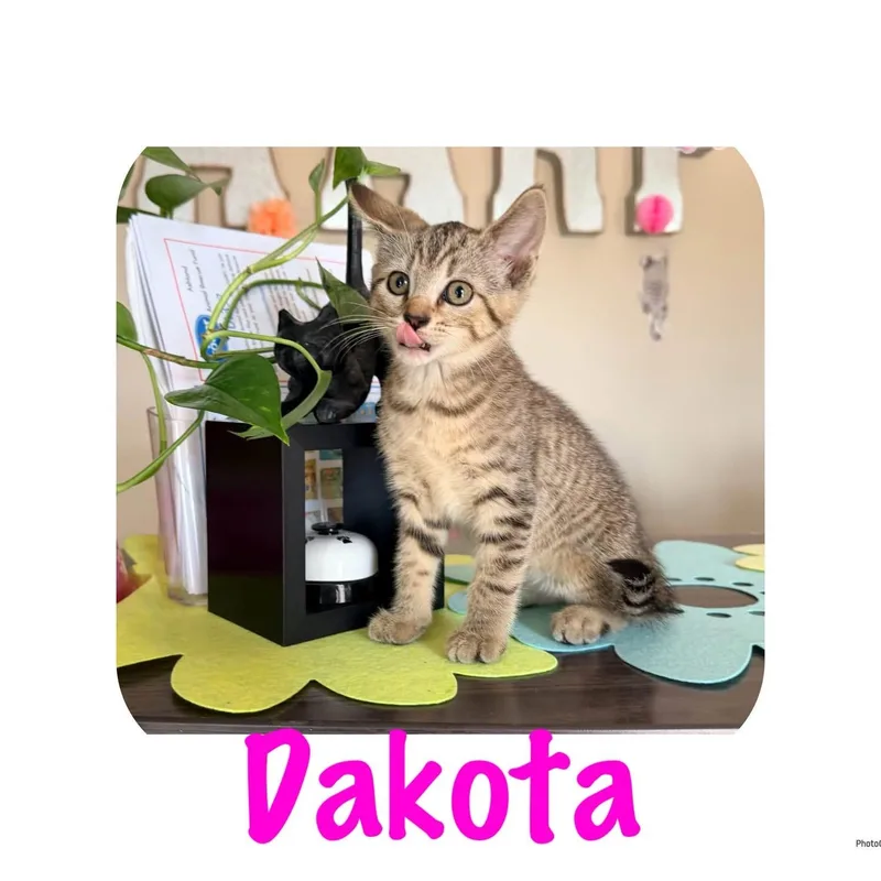 A baby small-sized female Tabby (Buff / Tan / Fawn) Domestic Short Hair cat named Dakota for adoption in Ashland, KY