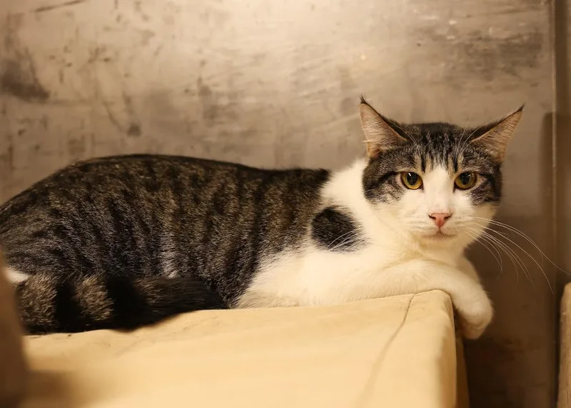 A young large-sized male Tabby (Brown / Chocolate) Tabby cat named Loop for adoption in Mira Loma, CA
