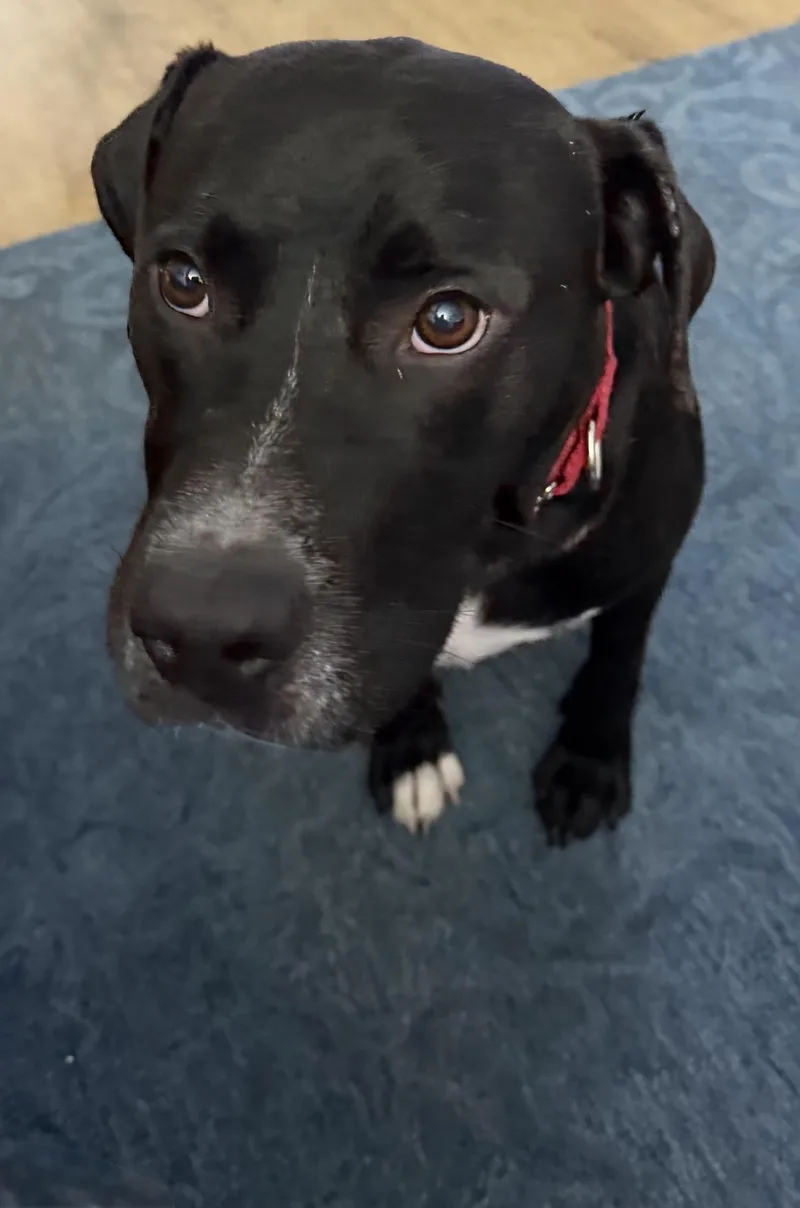 A young large-sized male Black Labrador Retriever dog named Boba for adoption in tampa, FL