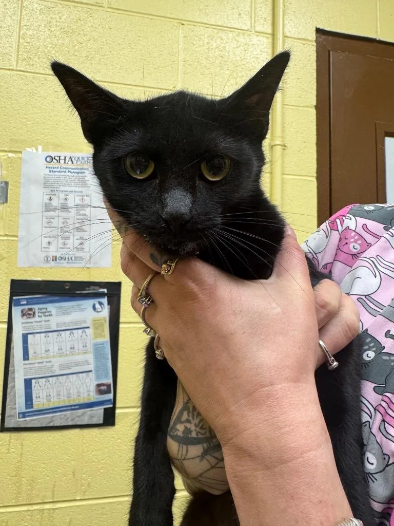 A young small-sized female Domestic Short Hair cat named Kelly for adoption in Crossville, TN