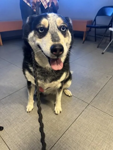 An adult medium-sized female Siberian Husky dog named Brooklyn for adoption in Rancho Cucamonga, CA