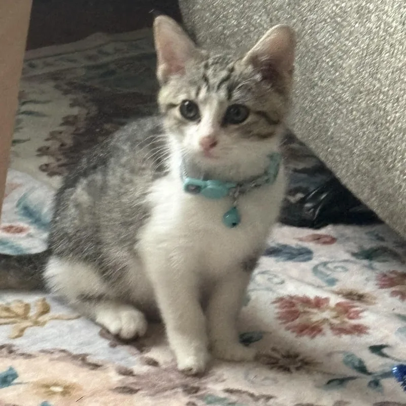 A baby medium-sized female Tabby (Gray / Blue / Silver) Domestic Short Hair cat named Una for adoption in Bardstown, KY