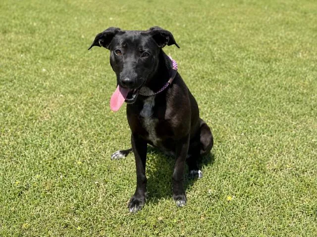 A baby medium-sized female Black Labrador Retriever dog named Jillian for adoption in Andover, MA