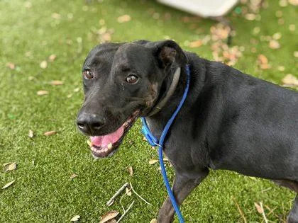 An adult medium-sized female Labrador Retriever dog named Lilly for adoption in Gainesville, FL