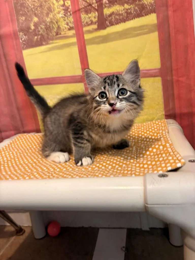 A baby medium-sized male Domestic Long Hair cat named James for adoption in Mountain Home, AR