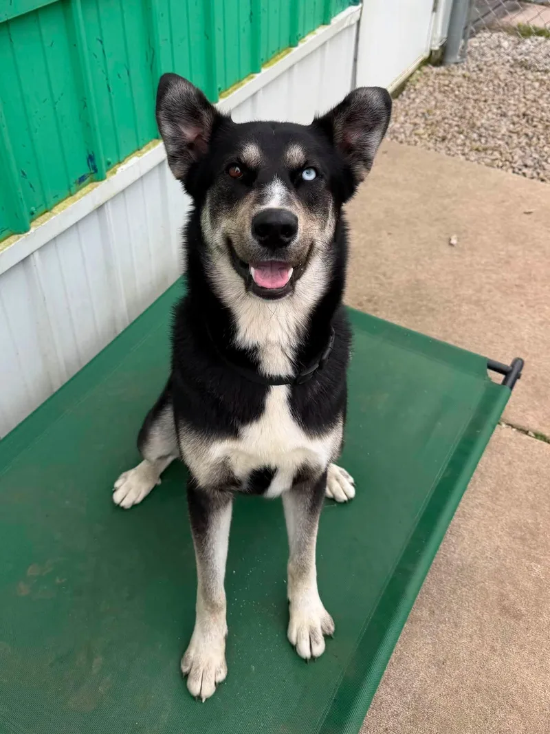 A young large-sized male Tricolor (Brown, Black, & White) Siberian Husky dog named Zeus for adoption in Winamac, IN