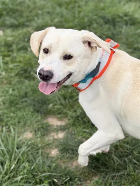 A young large-sized male Labrador Retriever dog named Enzo for adoption in Olivette, MO