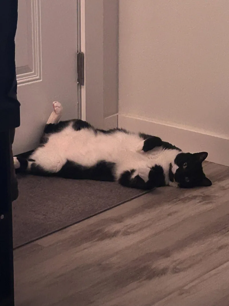 A young medium-sized male Black & White / Tuxedo Domestic Short Hair cat named Momo for adoption in Burlington, WA