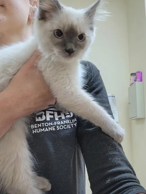 A baby small-sized female Siamese cat named Junebug for adoption in Kennewick, WA
