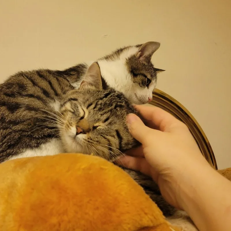 Comet And Cupid thumbnail 2